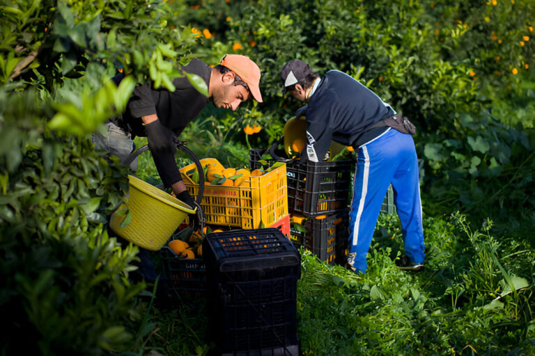 Farm Worker Jobs in Canada with Visa Sponsorship