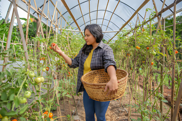 Seasonal Fruit Picking Jobs in Australia with Visa Sponsorships